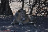 Sasan Gir – The Last Home to Asiatic Lion